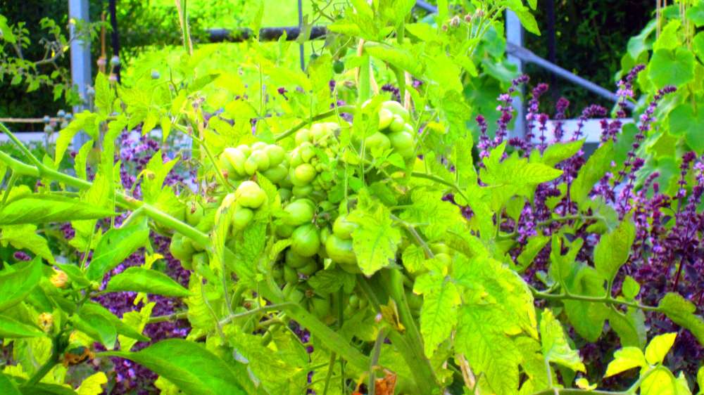 Tomaten