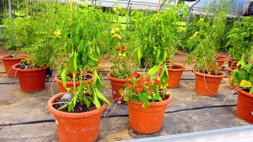 Tomaten