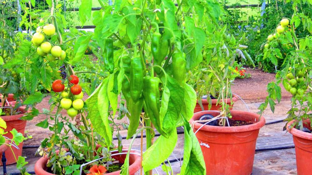 Paprika
