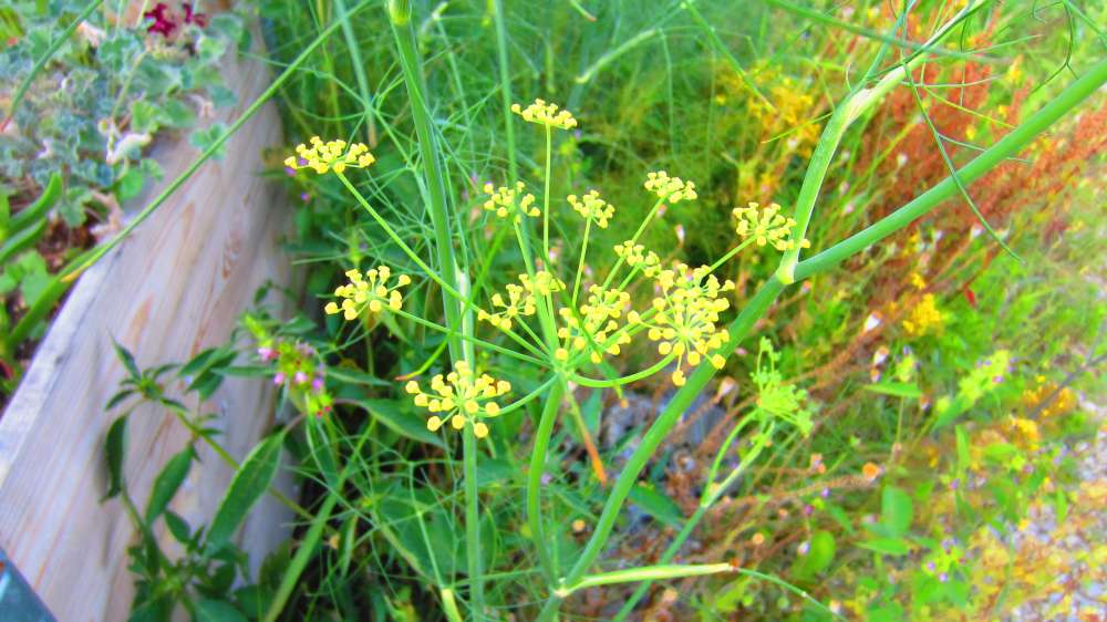 Dill