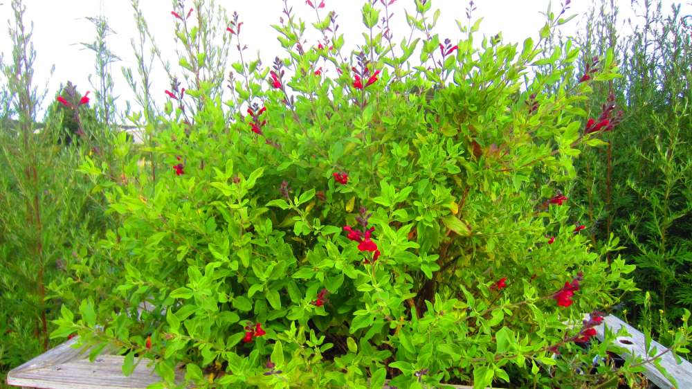 Salbei_rot