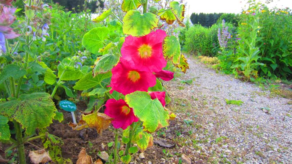 Stockrose