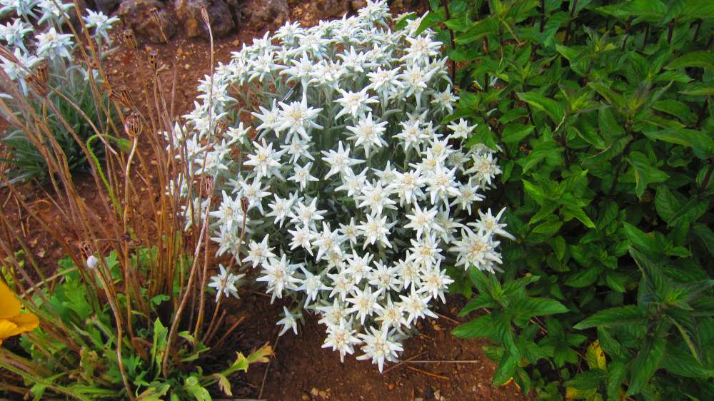 Edelweiss