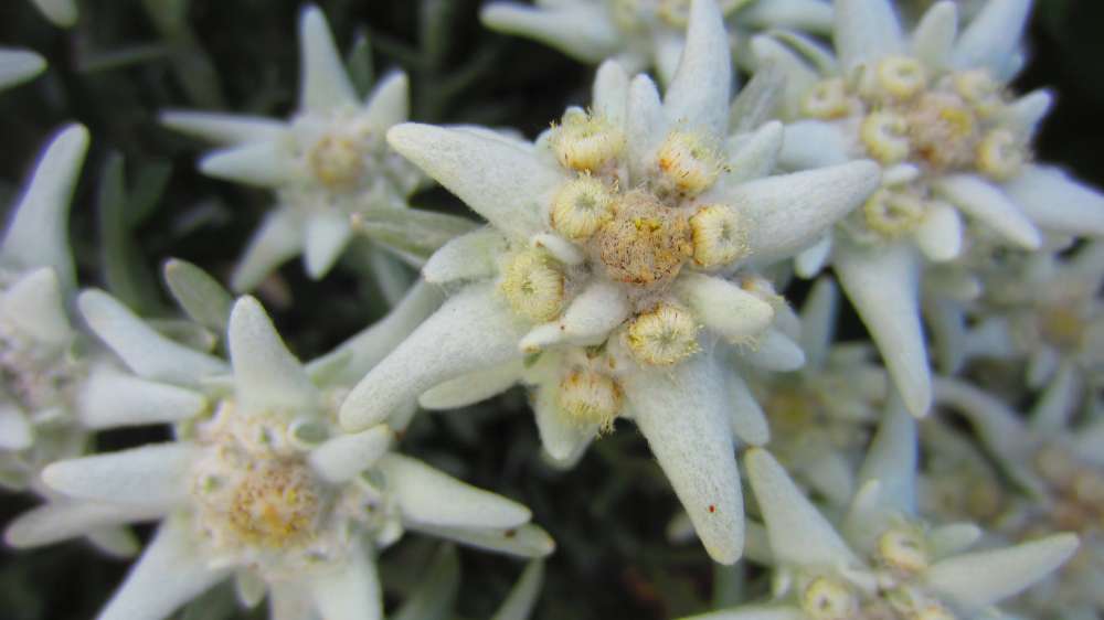 Edelweiss