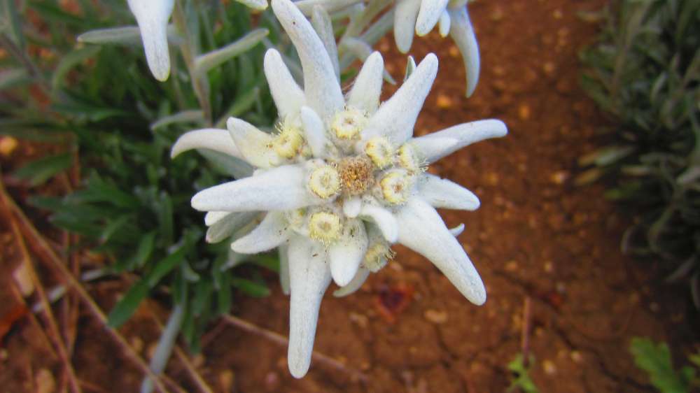 Edelweiss