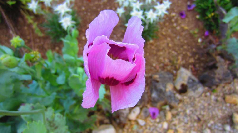 Mohn