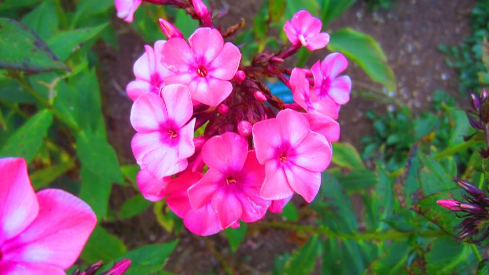 Phlox