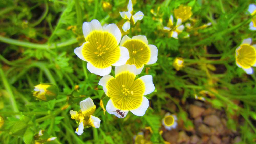 Spiegeleiblume