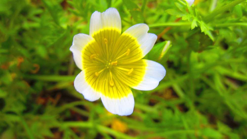 Spiegeleiblume