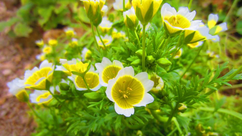 Spiegeleiblume