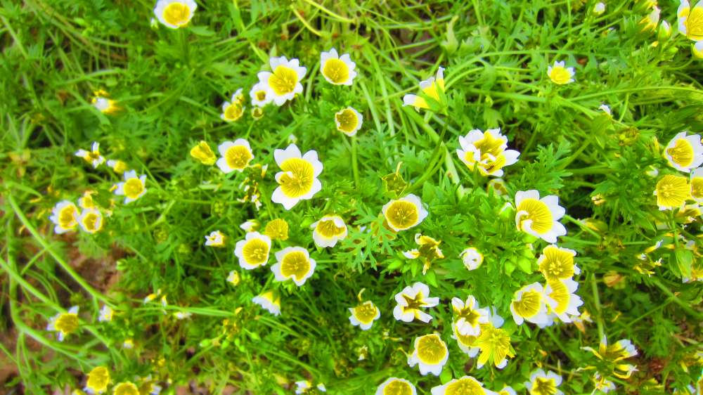 Spiegeleiblume