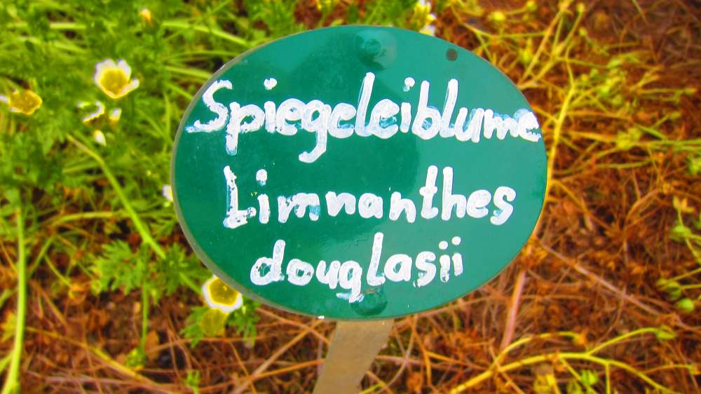 Spiegeleiblume