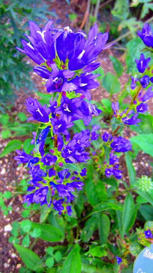 Glockenblume