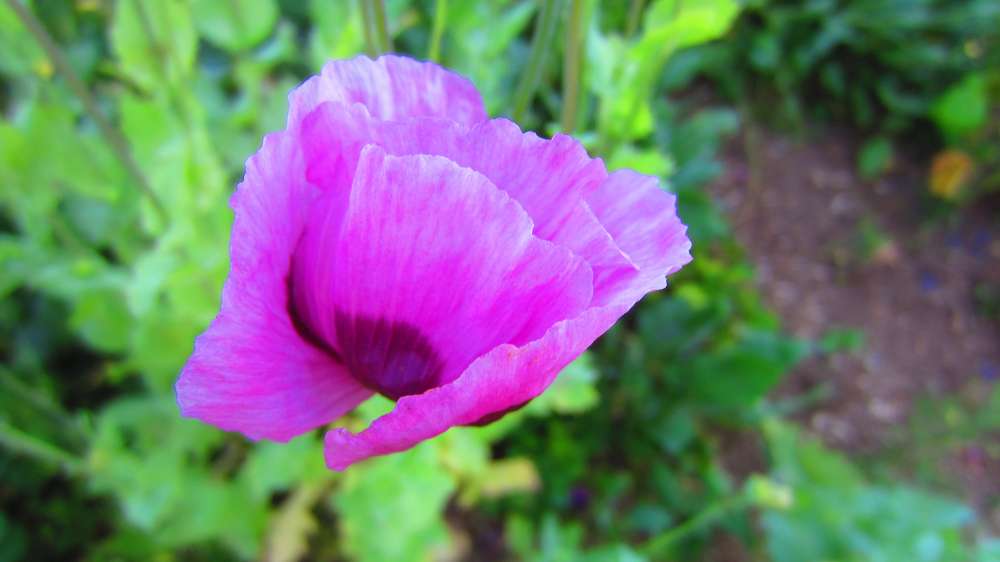 Mohn