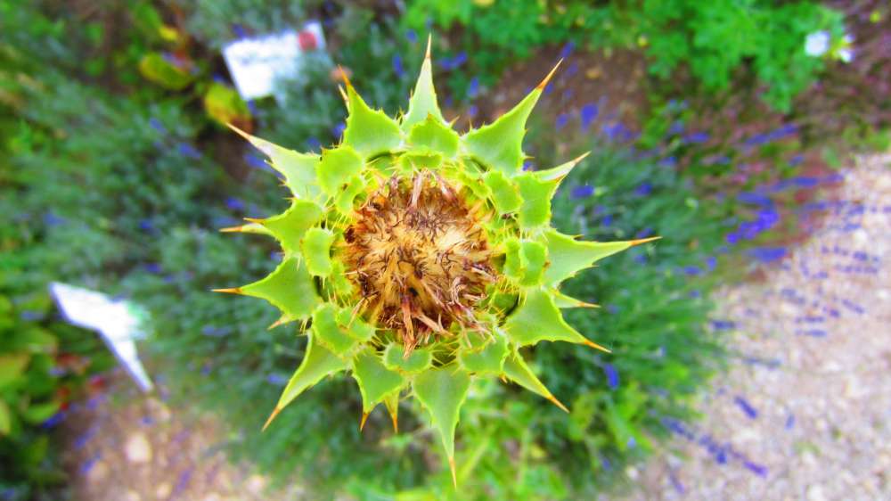 Distel