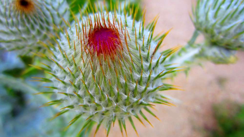 Wolldistel