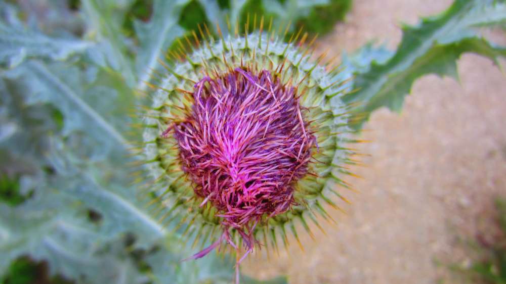 Wolldistel