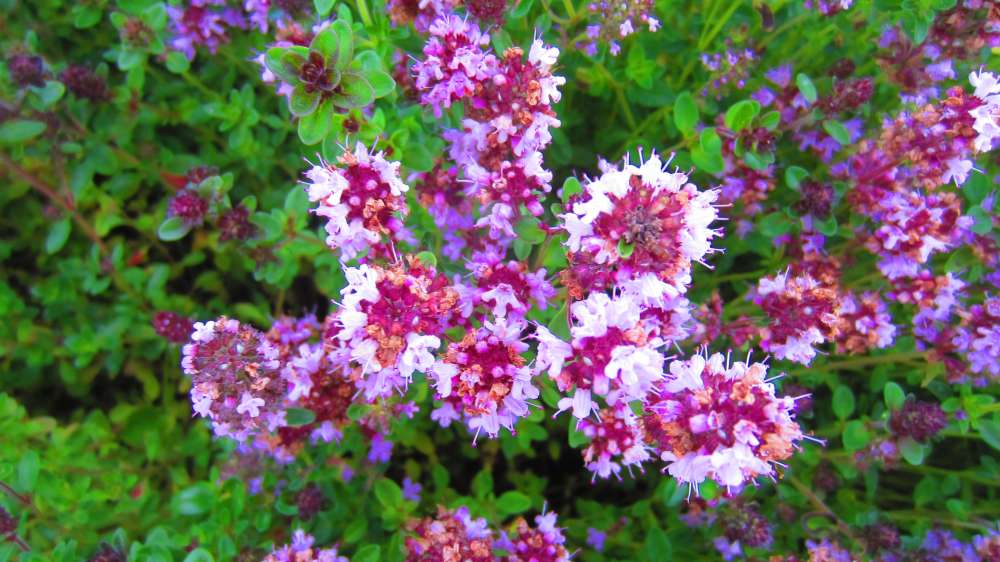 Oregano