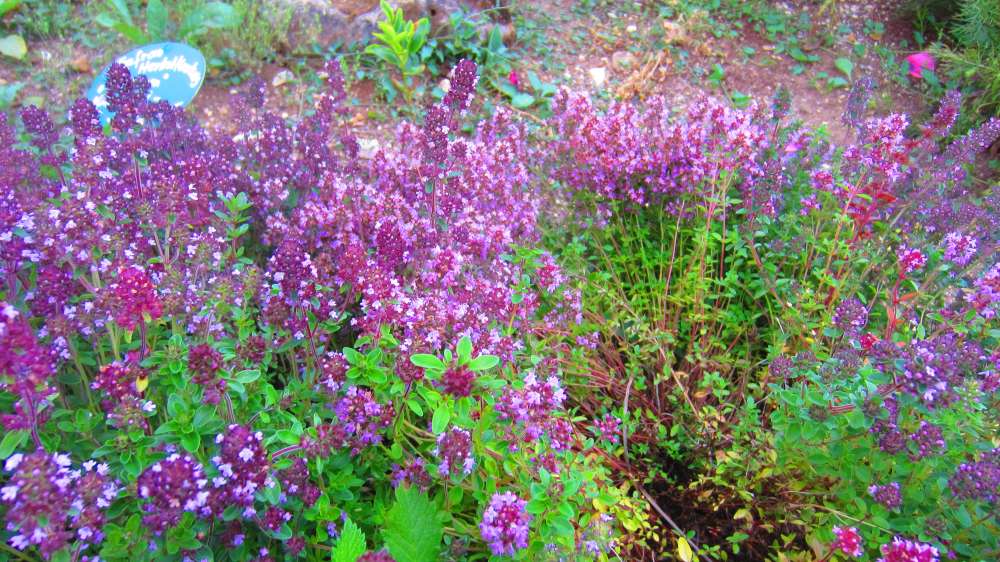Oregano