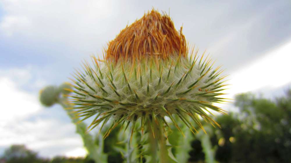 Wolldistel