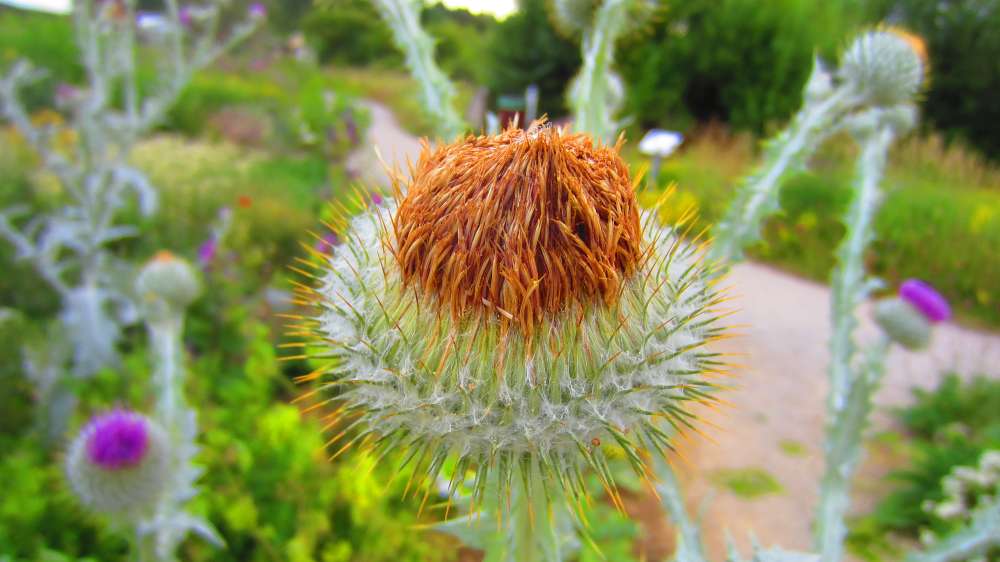 Wolldistel