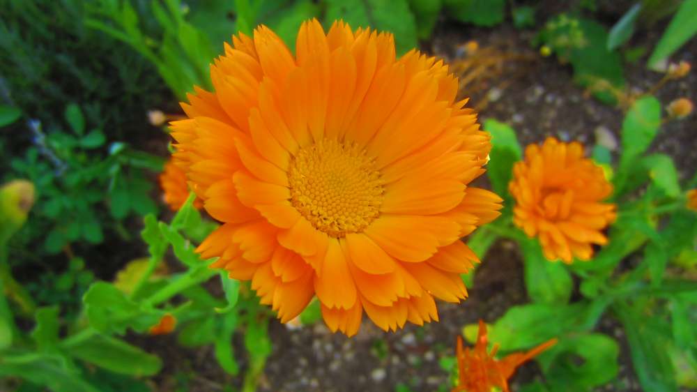 Ringelblume