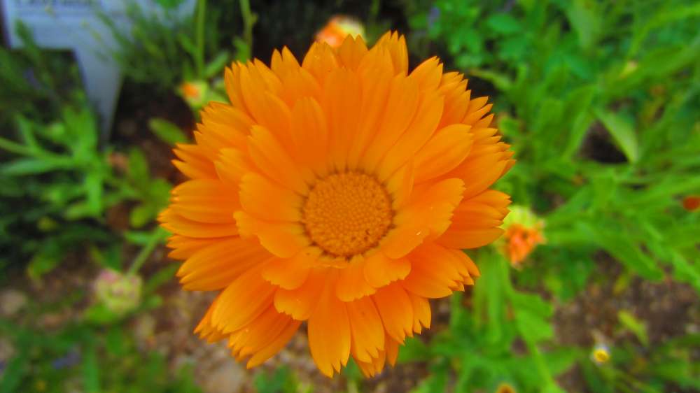 Ringelblume