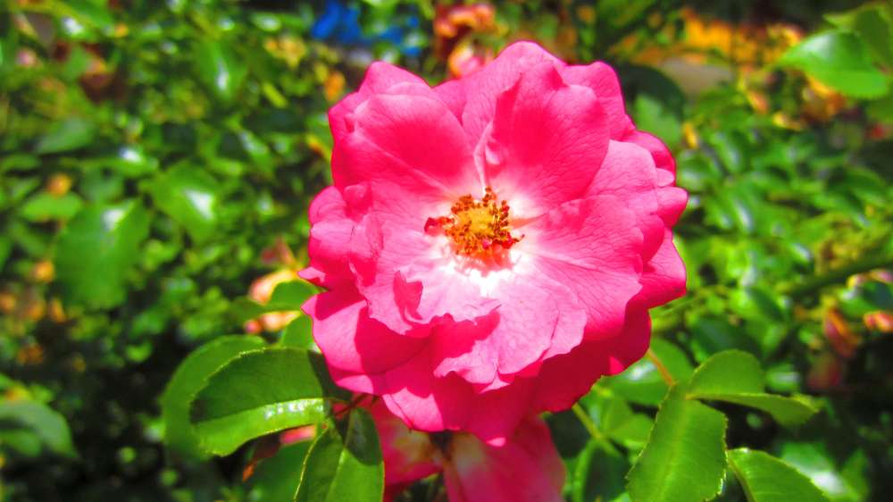 Rose