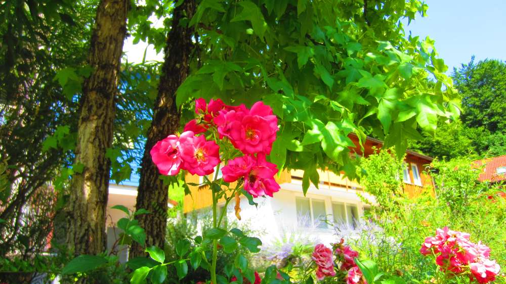 Rose