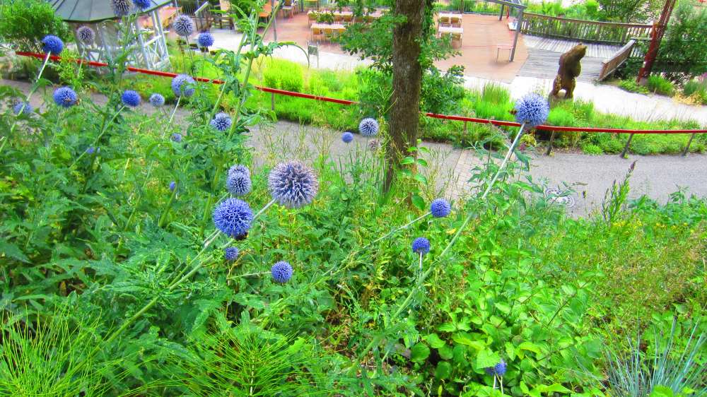 Kugeldistel