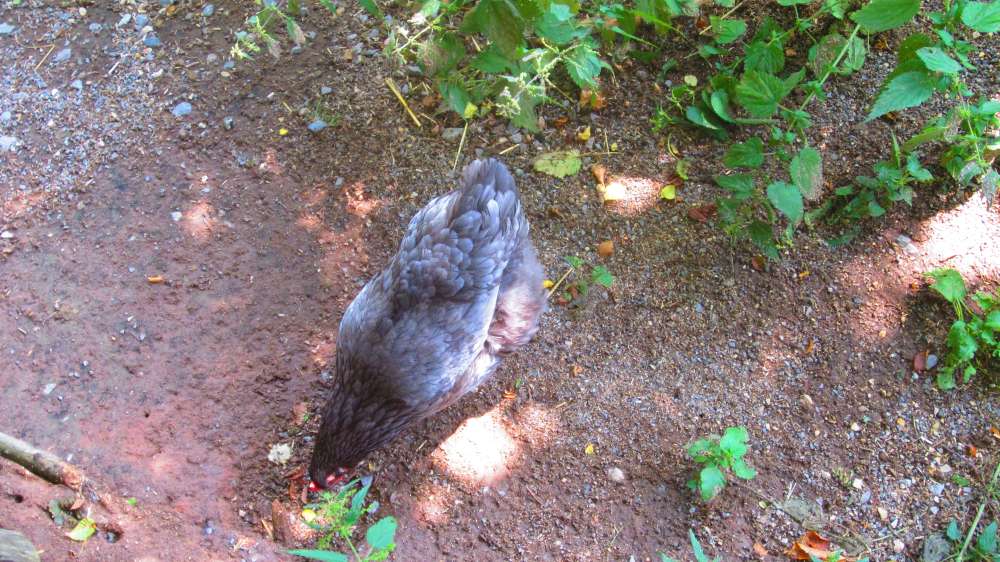 Huhn