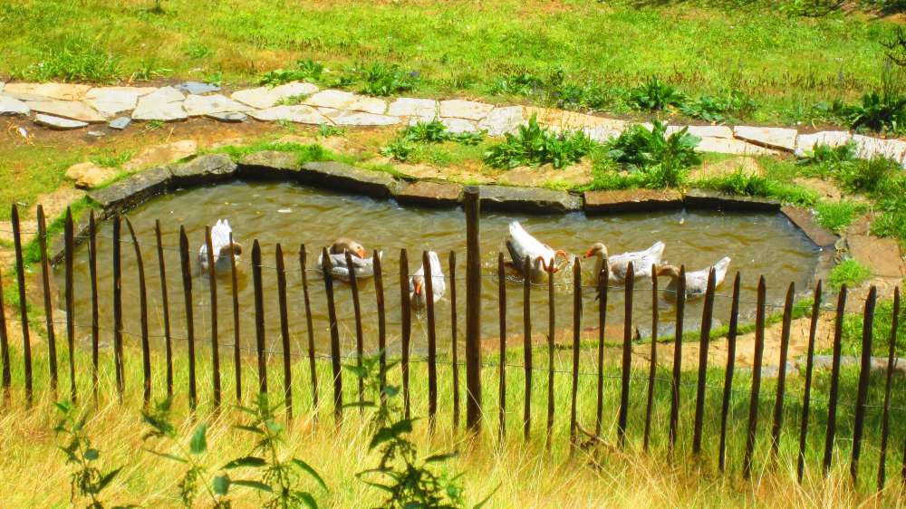 Enten