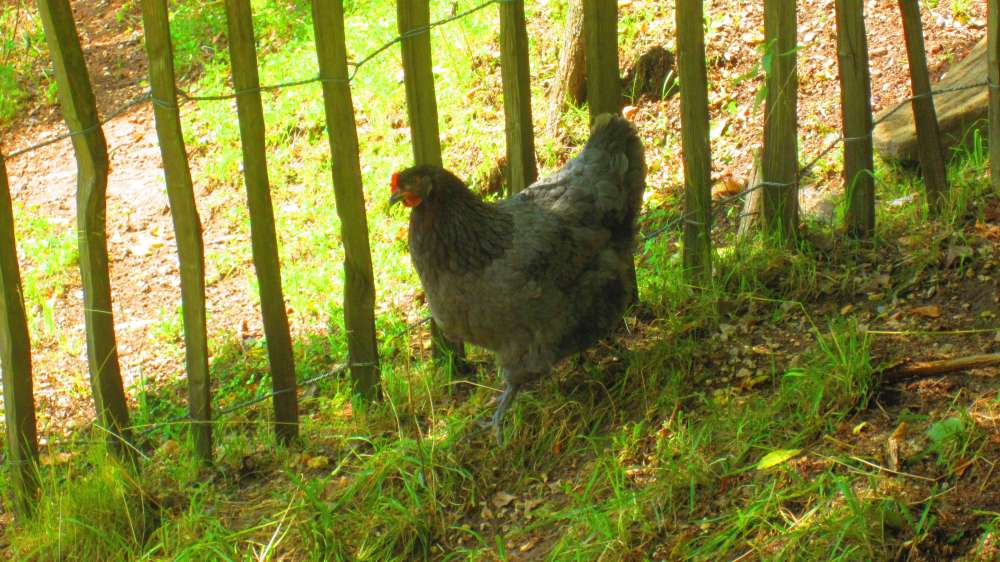Huhn