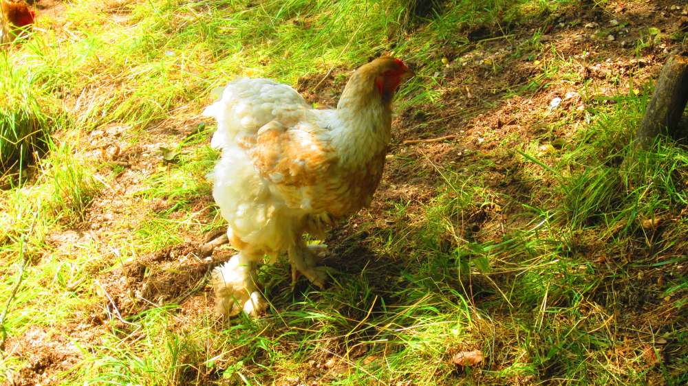 Huhn