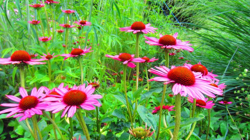 Echinacea