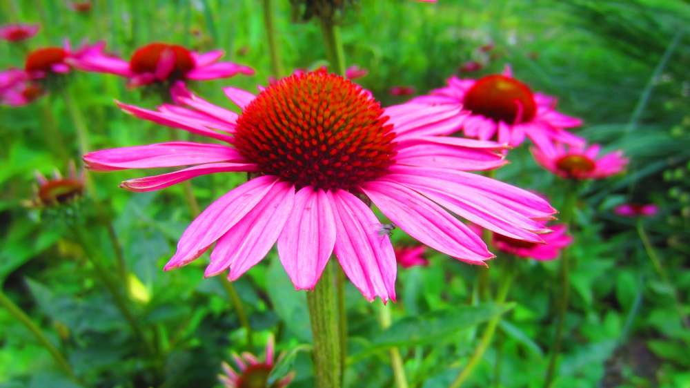 Echinacea