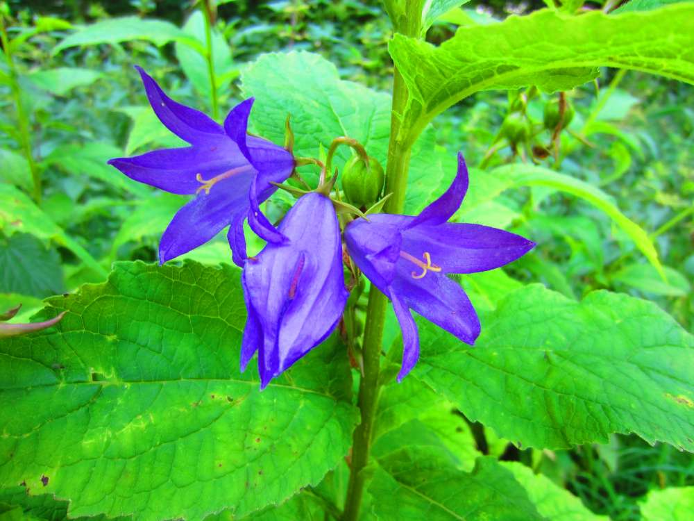 Glockenblume
