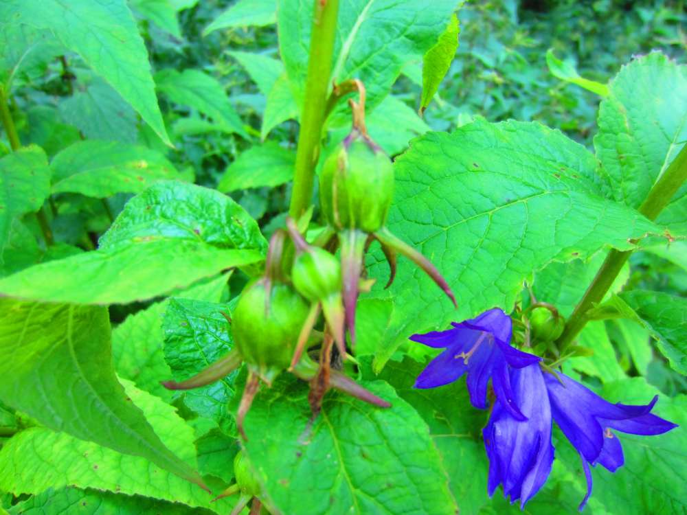 Glockenblume