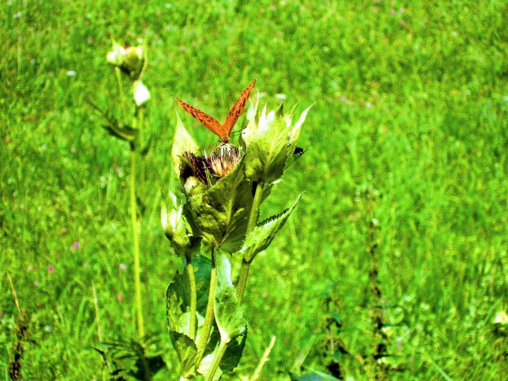 Kohldistel