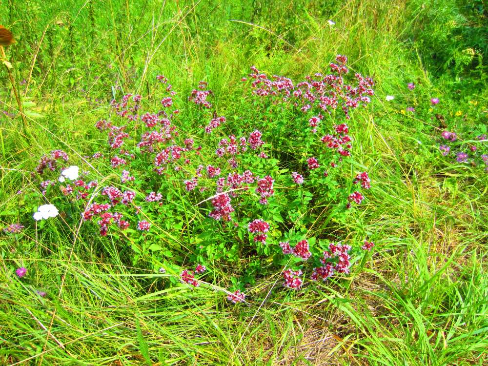 Oregano
