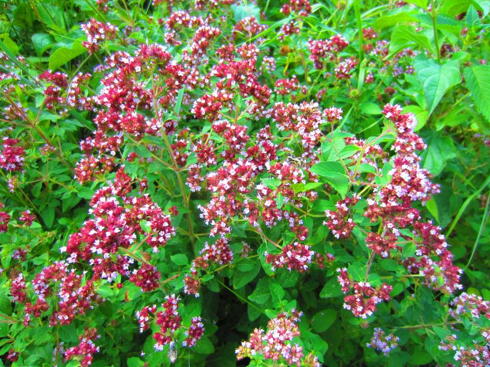 Oregano