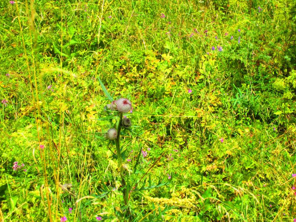 Wolldistel