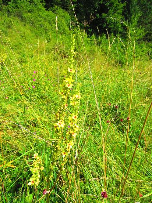SchwarzeKoenigskerze