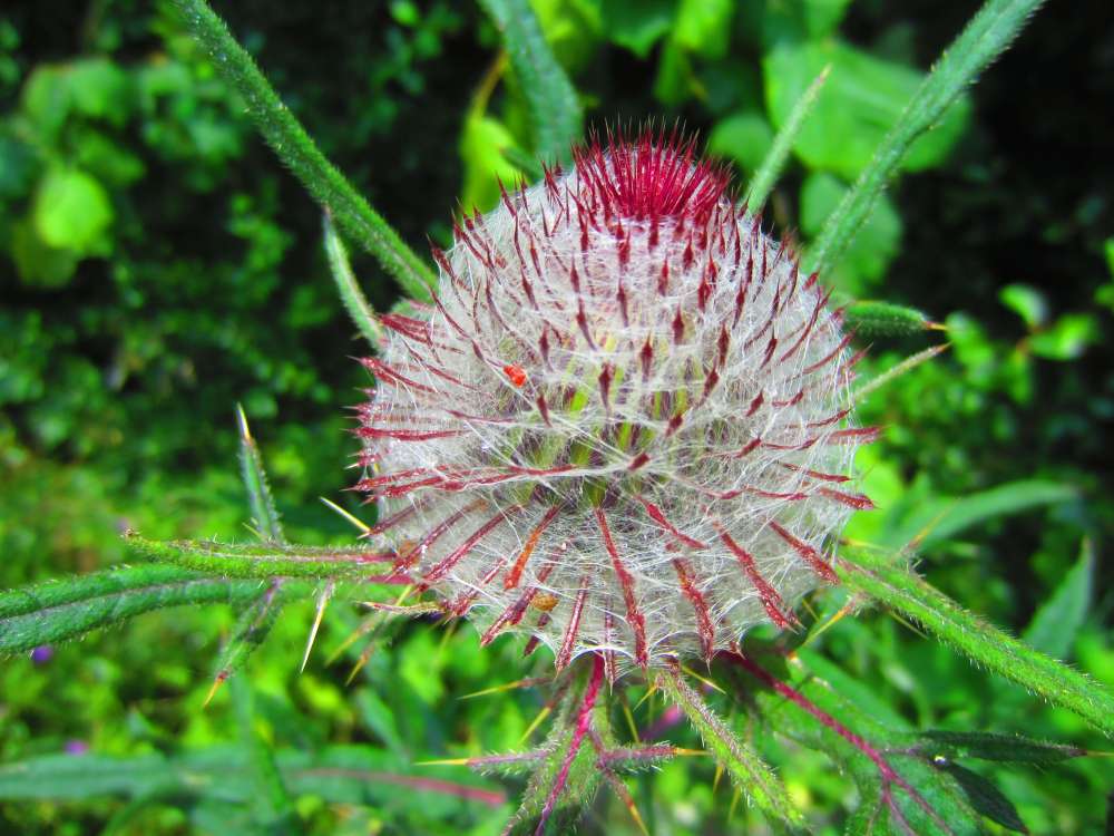 Wolldistel