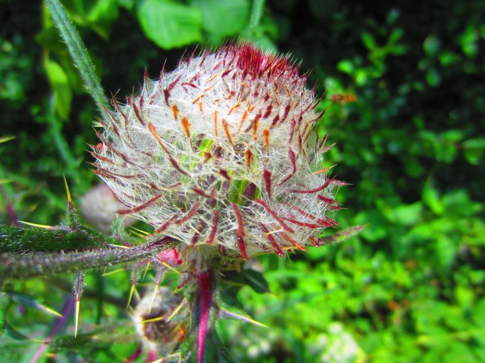 Wolldistel