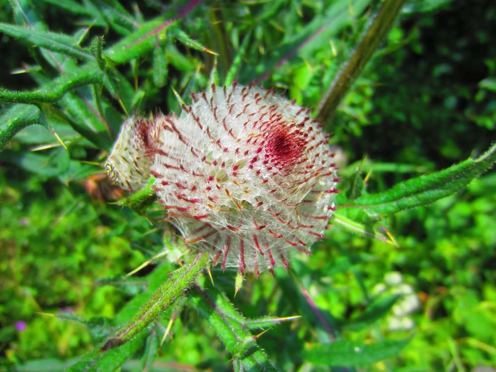 Wolldistel