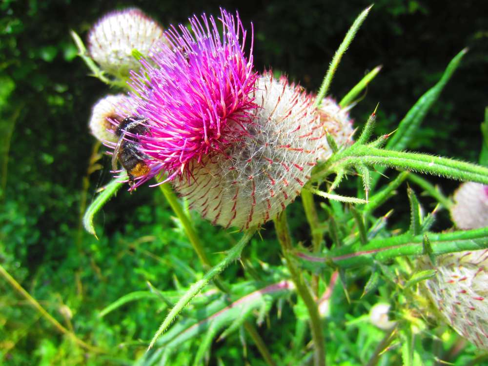Wolldistel