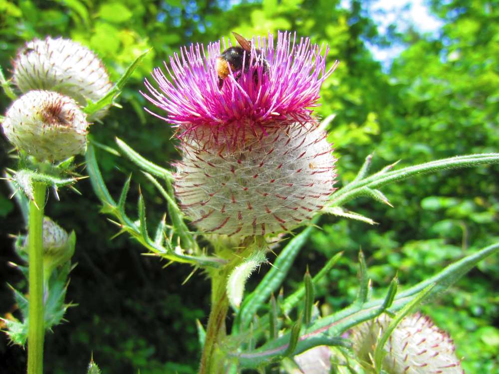 Wolldistel