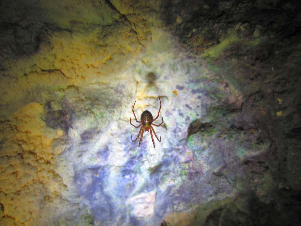 Kreuzspinne