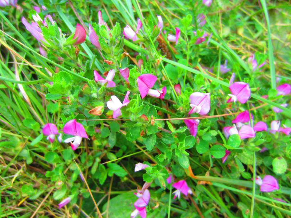 Hauhechel
